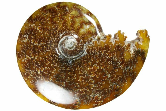 Polished Ammonite (Cleoniceras) Fossil - Madagascar #185478